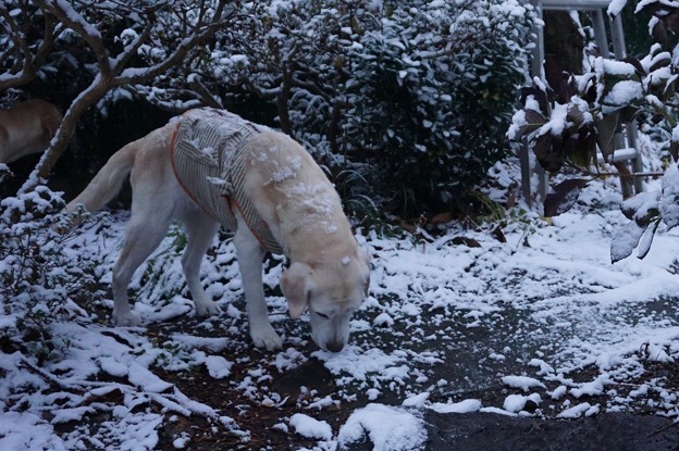 雪の朝