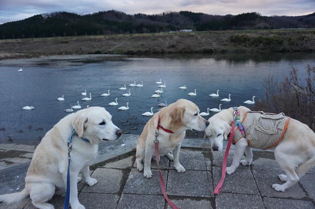 白鳥のいる公園