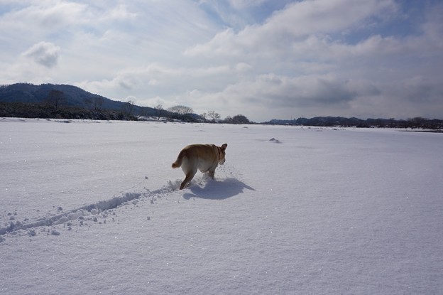 雪　真っさら