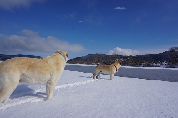 雪　真っさら