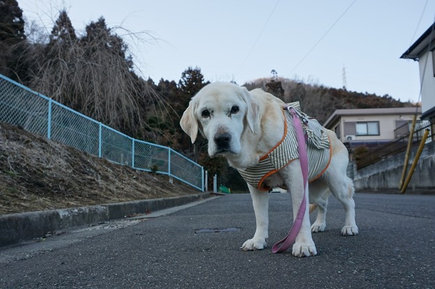 くん子さん