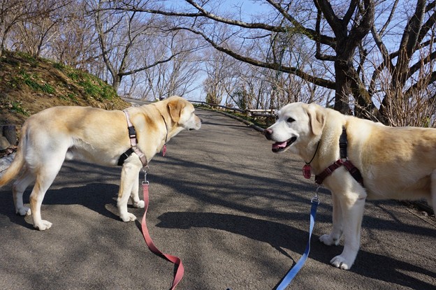 花の公園