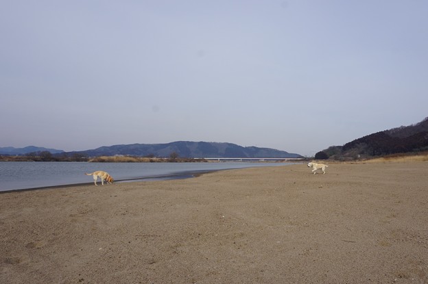 兄弟わんこ