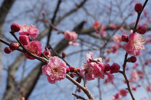 花のお山