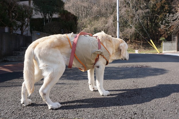 ぽかぽか日和