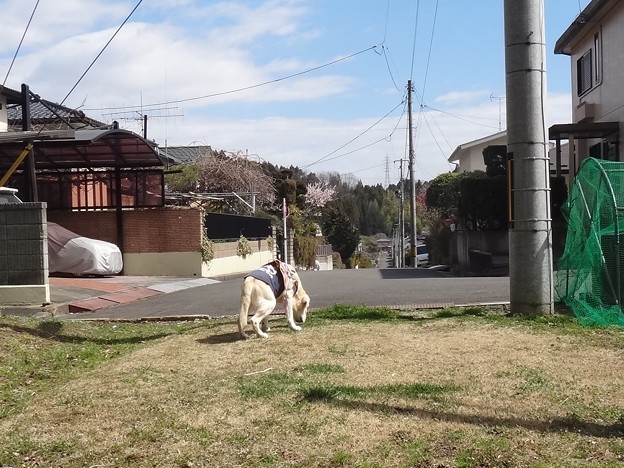 くん子さん