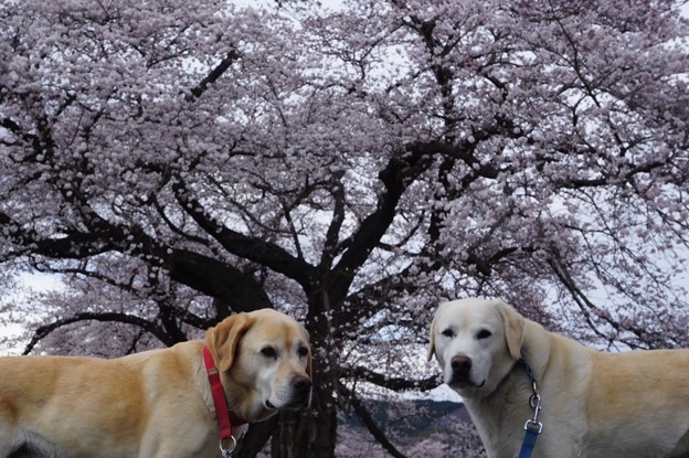 お花見