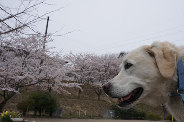花冷え