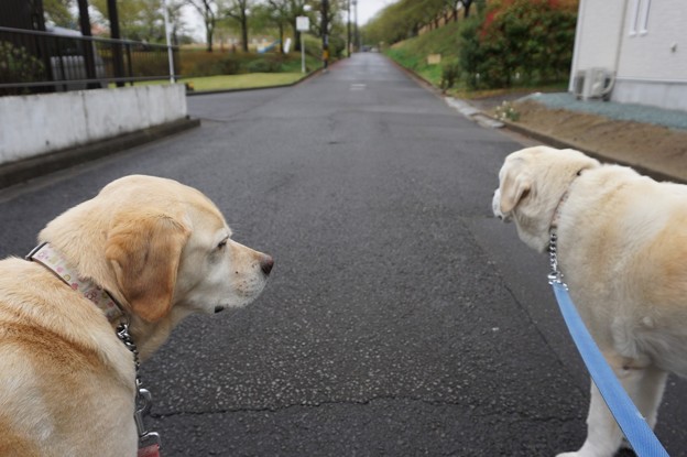 雨の止み間に