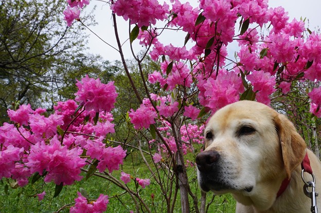 花のお山