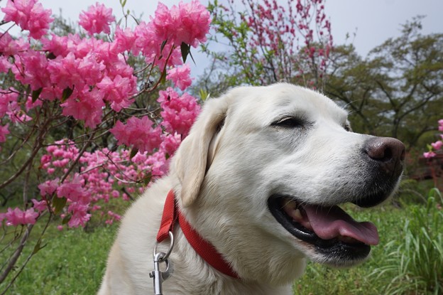 花のお山