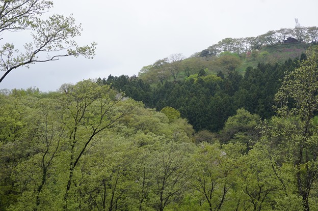 花のお山