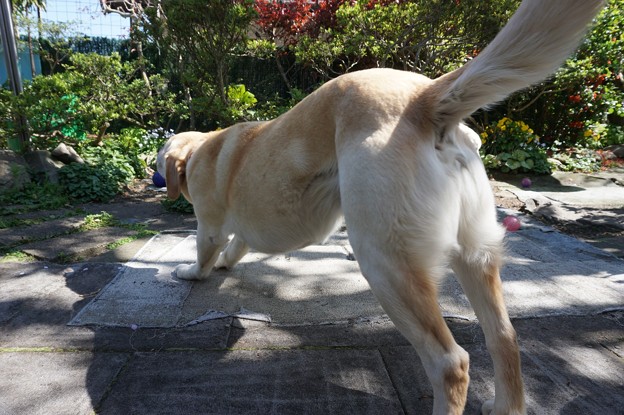 庭で