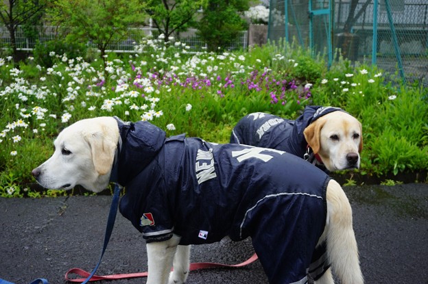 雨降り