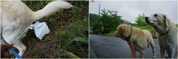 朝は雨