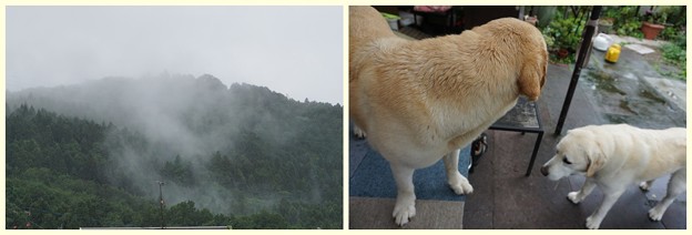 朝は雨
