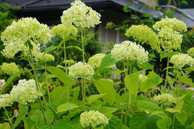 紫陽花