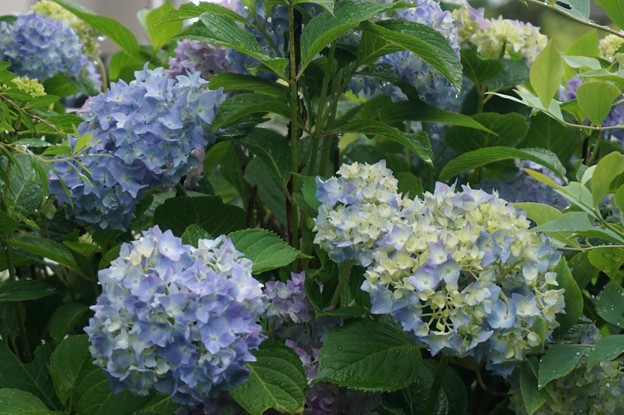 紫陽花