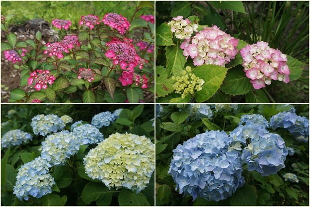 花のお山のアジサイ