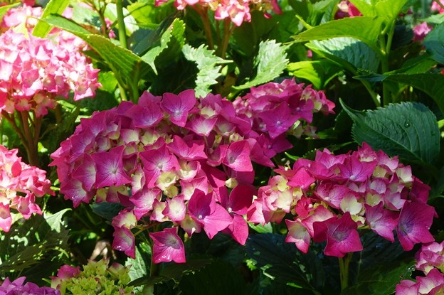 紫陽花まつり