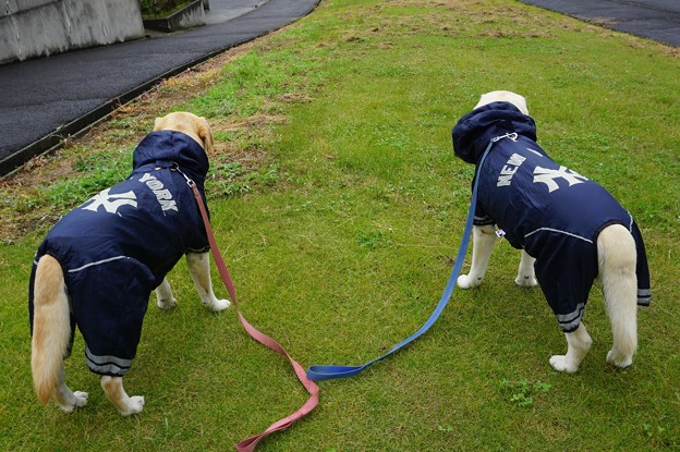 雨の日はYANKEES