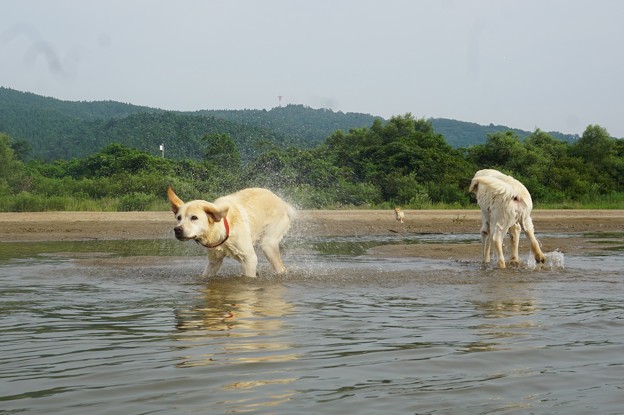 水泳部