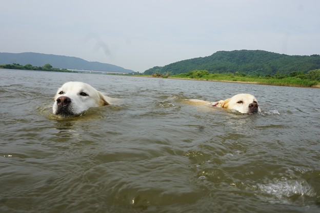 水泳部