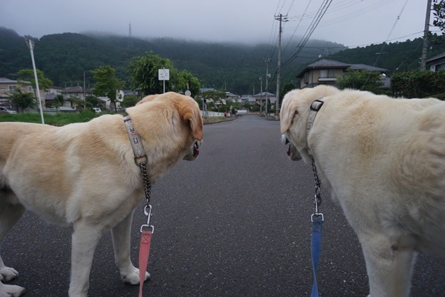 道の真ん中