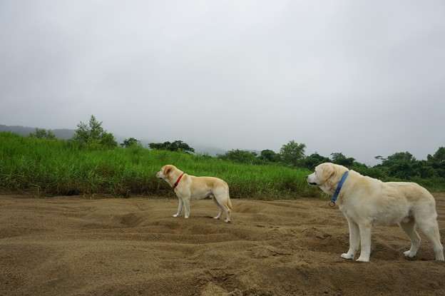霧雨中