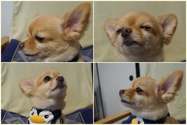 チワワのこたろう