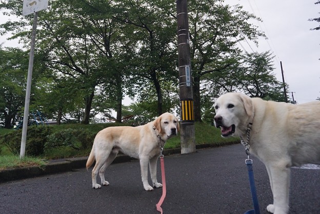 朝散歩