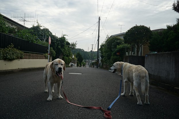 朝は晴れ