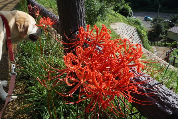 花のお山へ