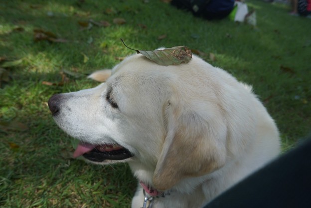 愛犬といっしょの躾け方教室