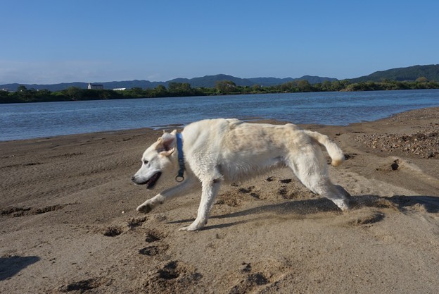 夏日ですから