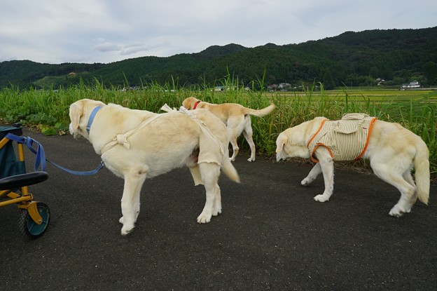 親子で散歩