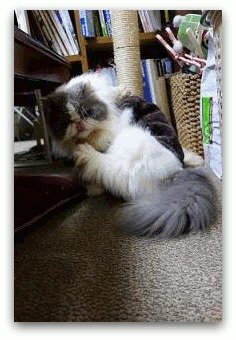 GIF012 写真: GIF012