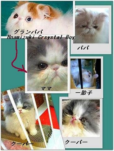 ファミリー