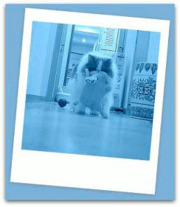 001-001動く 写真: 001-001動く