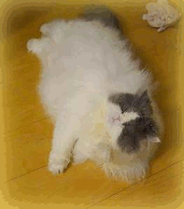 動く0012 写真: 動く0012