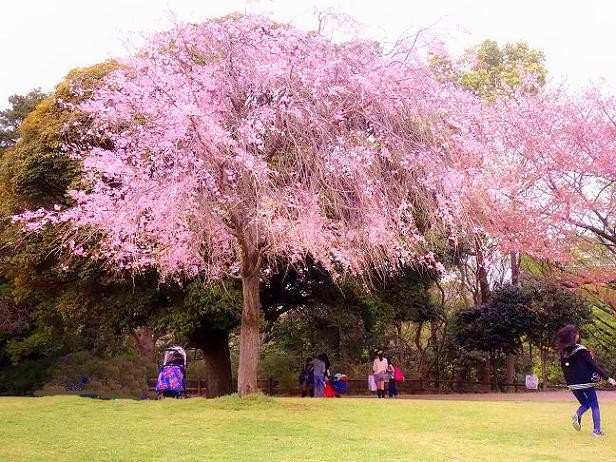 しだれ桜