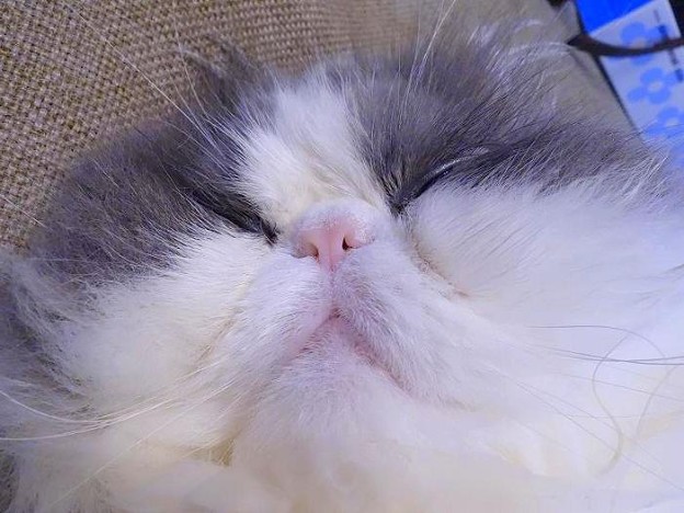 熟睡猫
