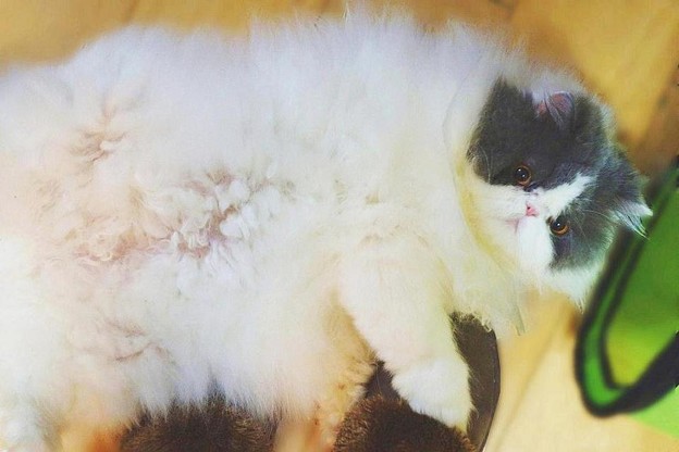 通せんぼする猫(笑)