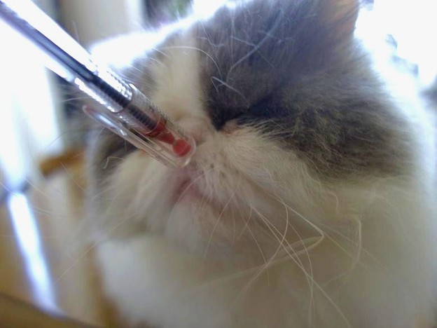 匂いフェチ猫