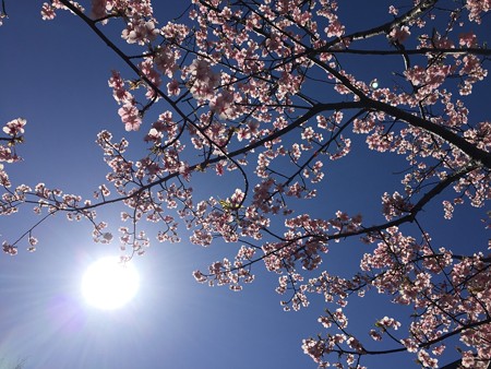 近所の緋寒桜02