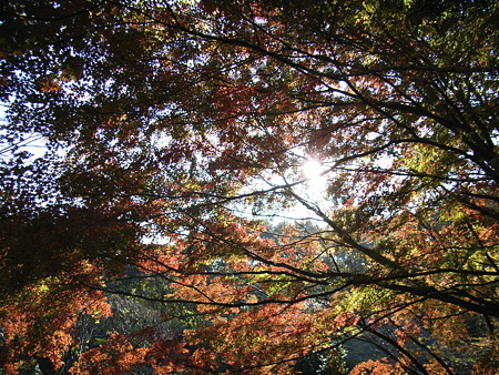 071125YAKUSHIIKE (2)