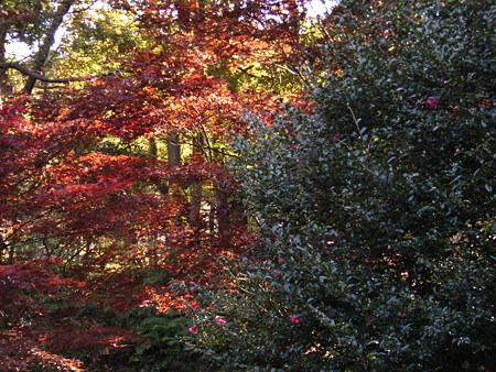 071125YAKUSHIIKE (11)