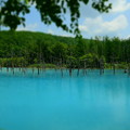 Photos: 青い池