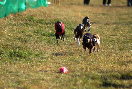 IMGP2798A