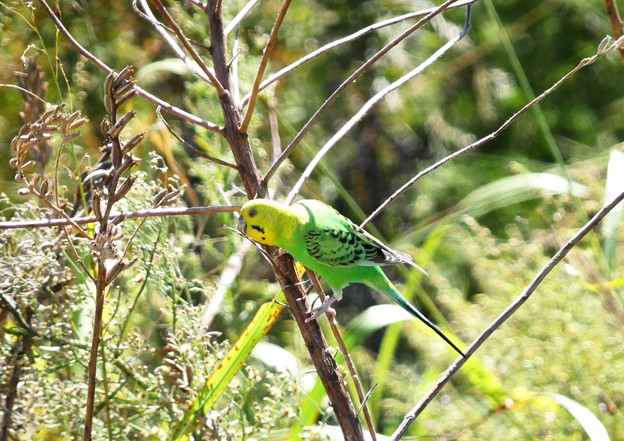 1007インコgh1